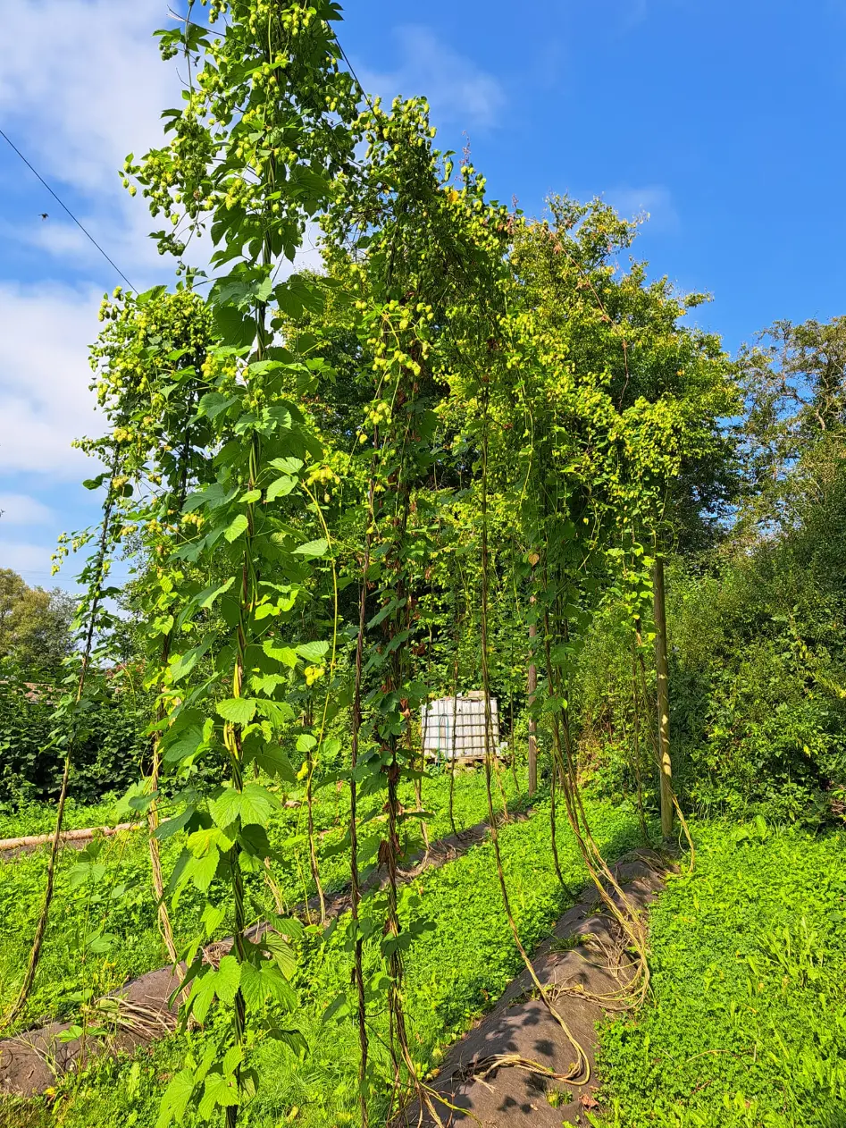 Ons hopveld in de tuin, palen bedekt met hopbellen
